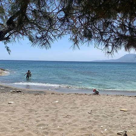 Sterna * Paralia Kimis