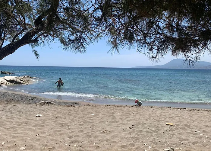 Sterna * Paralia Kimis